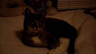 Someday Go - Seven Places - Hear Us Say Jesus - 2004