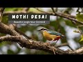 Mothi Desai Village | Beautiful Jungle Near Dombivli | Bird watching near Dombivli