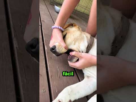 Quando essa garota olhou dentro da boca do cachorro, percebeu algo muito estranho.