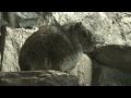 Rock Cavy
