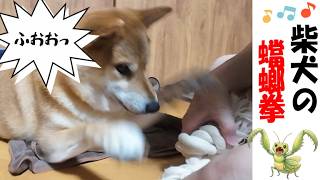 【爆笑】柴犬の蟷螂拳に癒される #犬のいる暮らし #犬のいる生活