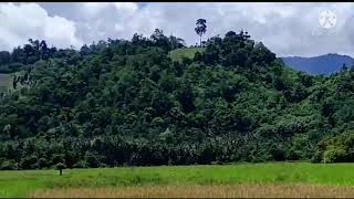 Download lagu pantung Abang Hayam.  Kuyang ingina mp3