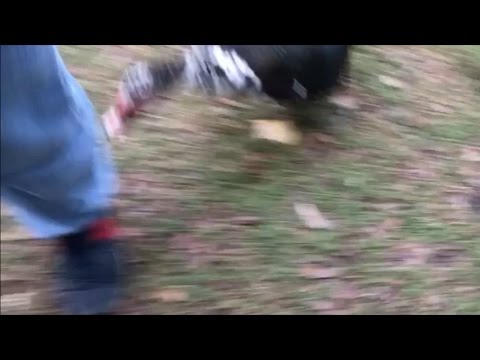 TDW 1666 - Attacked By A Goose !