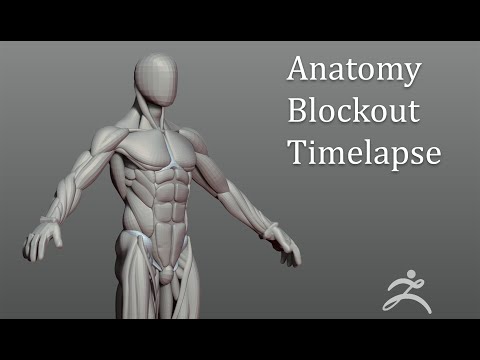 Male Anatomy Blockout - Timelapse