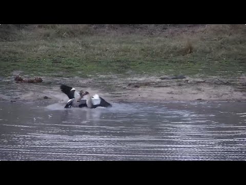 Djuma: Egyptian Geese fight - 17:59 - 09/28/2023