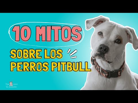 10 most common myths about pit bulls