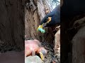Myna Bird Beautiful Babies P 51 Shorts Shortsvideo Ytshorts Trendingshorts Short