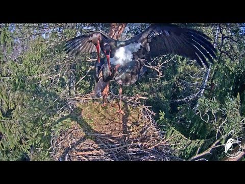 LDF Melnais stārķis tiešraide ~ Mating~10h15m 2018-04-09