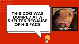 This Dog Was Dumped At A Shelter Because Of His Face