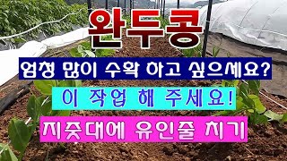 [텃밭농부 1,402]  완두콩 엄청 많이 수확 하고 싶으세요? 이 작업 해 주세요! #완두콩재배