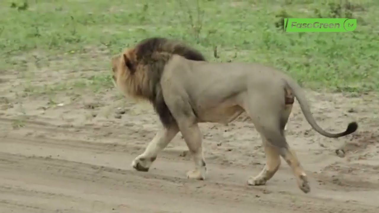 Journée mondiale du lion : la situation de l'espèce au Burkina Faso avec le DG de l'OFINAP