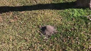 Dealing with Ant hills