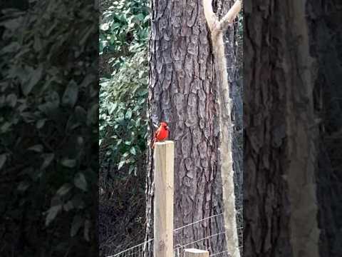 Feliz sábado #shorts