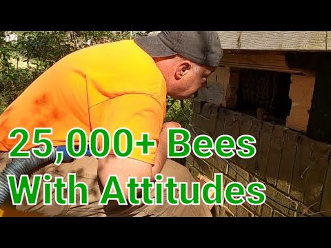 Huge Honey Bee Infestation That Tested My Skills