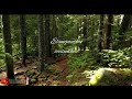 Elangathu Veesudhe Lyric Video Nature WhatsApp Status Video Rainforest