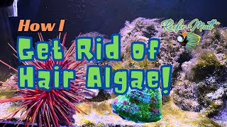 How I Get Rid of Hair Algae in My Reef Tanks!