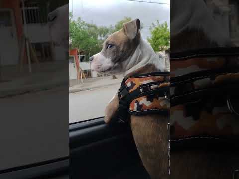 general  roca. rio negro