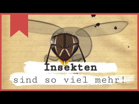 Insekten sind so viel mehr - Insecticon