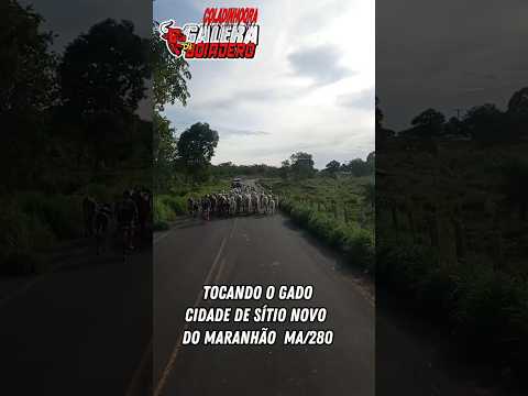 tocando o gado na cidade de sítio novo do Maranhão MA280