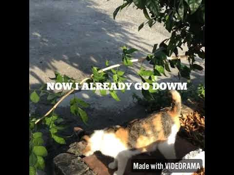 MALAYSIA 03-02-KITTEN MELIDA CLIMBS UP TO TOP OF TREE TO LOOK FOR HER MOM