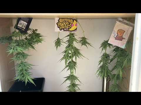 Erntetag 1: Orange President Auto: Fast Buds