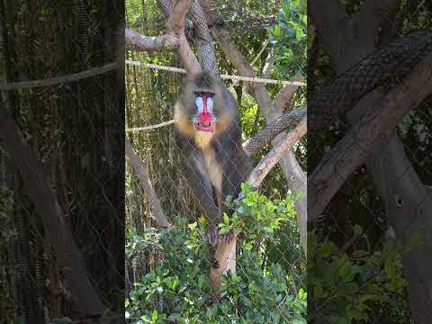 Mandrill #mandrill #monkey #SanDiego #SanDiegomonkey #DWEDITS12