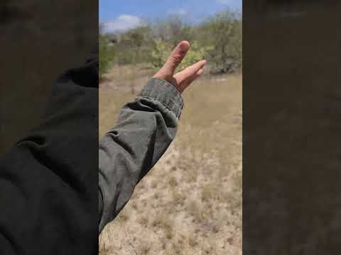🌾 FAZENDA MOURARIA – SOLO MINERALIZADO E EXCELENTE CUSTO-BENEFÍCIO NO CARIRI PARAIBANO 🌾