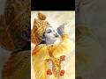 Panchjanya Shankh Krishna Short Youtubeshorts Shortvideo Song Jayajagannathswami Viral Shorts