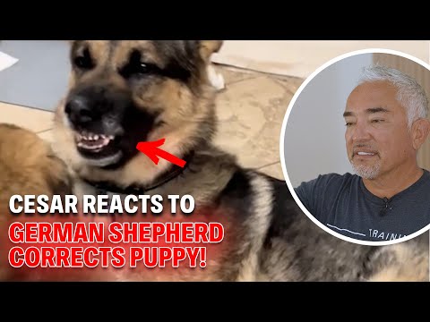 LIVE - Cesar Millan Reacts to Videos