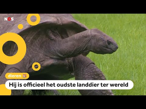 Drie dagen feest voor 190 (!) jaar oude schildpad Jonathan