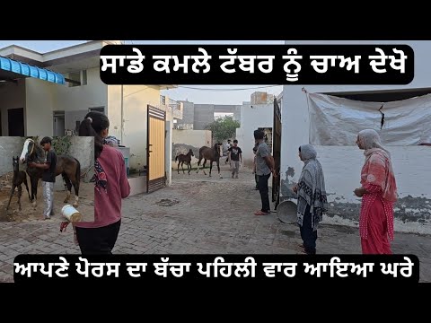 ਆਪਣੇ ਪੋਰਸ ਦਾ ਬੱਚਾ ਅੱਜ ਪਹਿਲੀ ਵਾਰ ਆਪਣੇ ਘਰ ਆਇਆ,, ਦੇਖੋ ਸਾਡੇ ਟੱਬਰ ਨੂੰ ਚਾਅ,, porus lopon