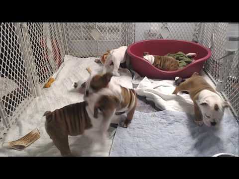 Bulldog Puppy Watch - Day 74