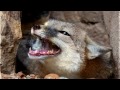 Fox Sound Effect Fox Sound At Night