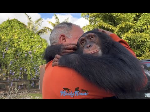 When we go see CHIMP LIMBANI from @zwfmiami Our forever big baby! ❤️❤️❤️❤️❤️❤️