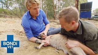 Kangaroo With Joey Could Have Fatal Infection | Bondi Vet Full Episode Season 6 Ep 4