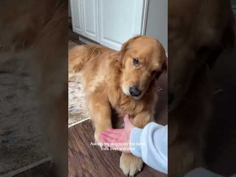 Funny and cute dogs compilation#funnydogs#cute#doglover#doglife#cure#dogshorts#pet#doglife#dogshorts