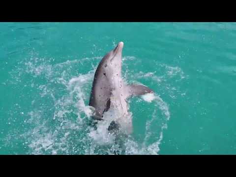 Dolphin Sounds