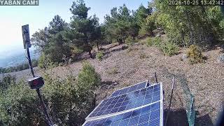 1️⃣🔴7/24 Kesintisiz Yaban Hayatından Canlı Yayın 🐾(Türkiye'de ilk ve tek) camera Batı 2 live webcam