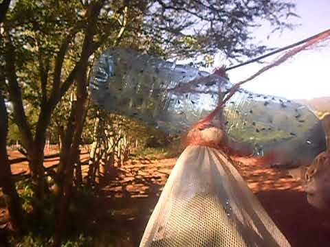 How to control tsetse flies by using trap