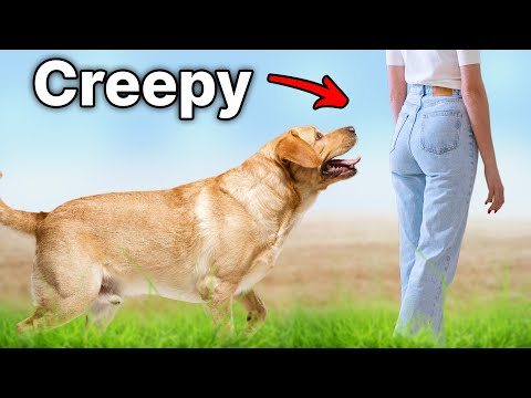 The Real Reason Your Dog Follows You Is Disturbing