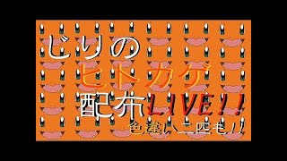 メザ氷色ヒトカゲが出るまで止めない配信をした結果got shiny Charmander!【ポケモンサン】
