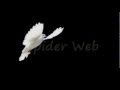 SPIDER WEB