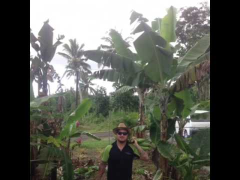 Samoa 2014  - James