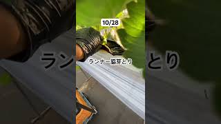 ランナー脇芽とり #いちご #農業 #農協