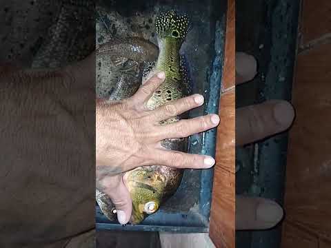 peixes pegos em Rio piracuruca em São José do divino Piauí...
