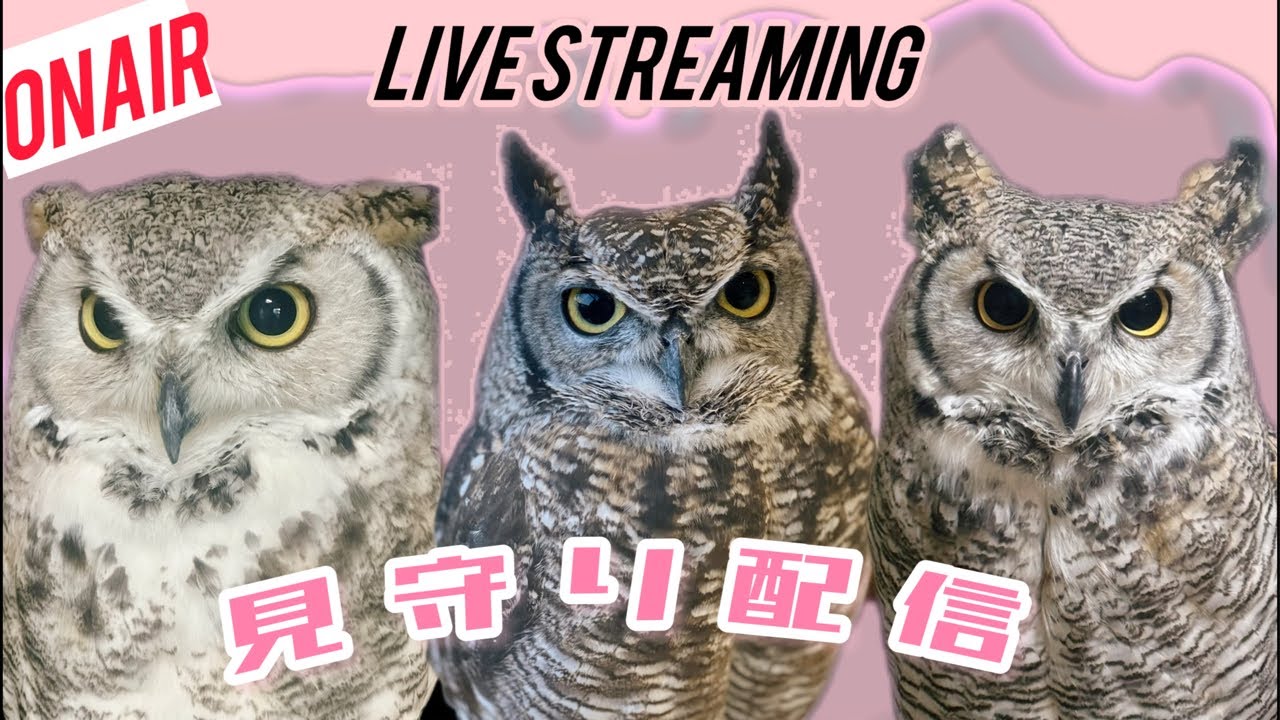 フクロウの見守り朝配信4/3（小一時間）