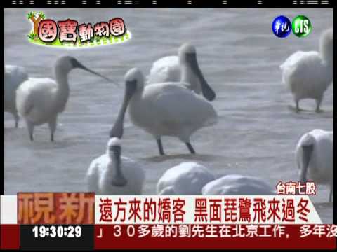 遠方的嬌客! 黑面琵鷺來過冬