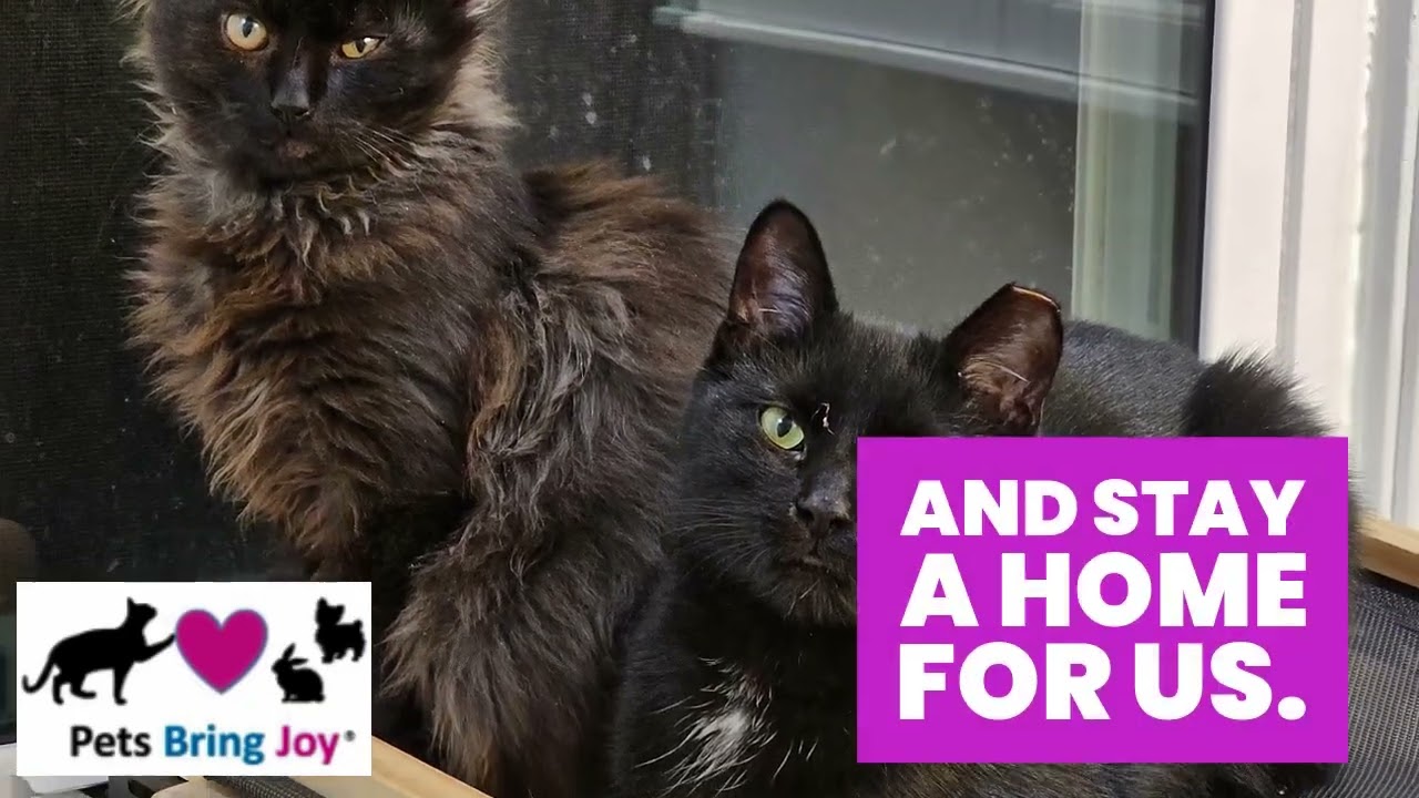 Enlarge Venus (F) and Pippin (M) (he's a bit exotic looking!), a ADOPTABLE Domestic Medium Hair in Fairfax, VA video 6/6