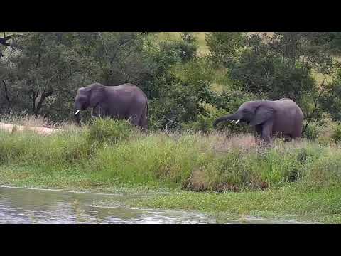 Djuma: Elephants scattered all around - 08:28 - 03/17/21