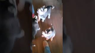 Alaskan Malamute Puppies Videos